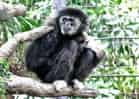 動物図鑑・シロテテナガザルの写真 3